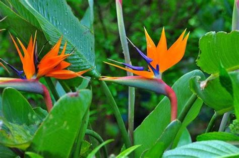 天堂鳥的花語|天堂鳥的花語、寓意和傳說，一網打盡！